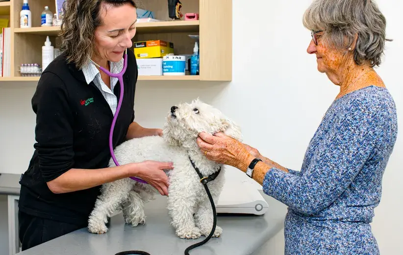 A veterinarian examines a small white dog with an older woman present, representing Vet Services. In 2013, Vet Services faced challenges with slow internet speeds. Now provided a solution when no one else could, ensuring the clinic could continue delivering essential care to its community.